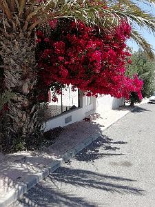 2018 06 09 au 10 HOMMAGE A NOTRE DAME DE SANTA CRUZ A DALIAS(ALMERIA)  (113)